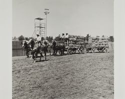 Draft team pulls hay wagons on Farmers' Day at the Sonoma County Fair, Santa Rosa, California, 1986