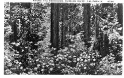 Among the redwoods, Russian River, California