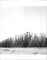 Hop vines near Gaton, California July 1949