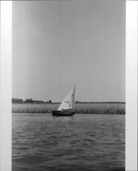 Sailboat race on the Petaluma River on July 28, 1973