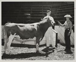 Boyd Braren and his FFA Champion Guernsey bull at the Sonoma County Fair, Santa Rosa, California, 1957