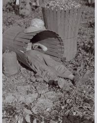 Taking a nap in a hop basket near Wohler Road, Healdsburg, California, in the 1920s