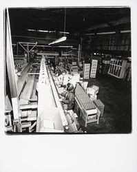 Unpacking Twin Hill apples at the Sebastopol Cooperative Cannery, Sebastopol, California, 1978