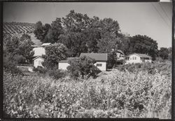 Unidentified Sonoma County vineyard and vineyard buildings, photographed between 1948 and 1965