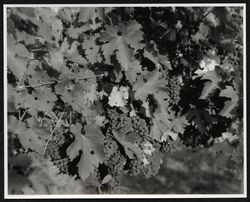 Grapes, near Healdsburg, California, about 1989