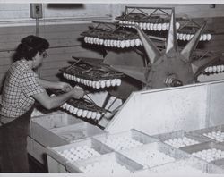 Josephine F. Katen Graham dipping eggs at Poultry Producers of Central California, 323 East Washington Street, Petaluma, California, 1954