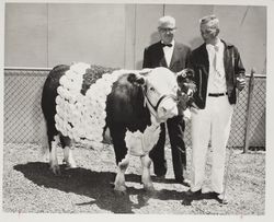 Bill Gibbe with his Grand Champion polled Hereford steer at the Sonoma County Fair, Santa Rosa, California, July 27, 1958