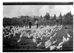 White Leghorns, Petaluma, California