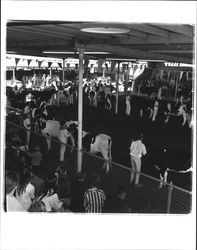 Jersey Cattle Club members showing their cattle at the Fair, Petaluma, California, 1949