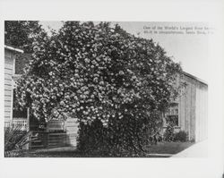 One of the world's largest rose bushes 65-feet in circumference, Santa Rosa, Cal