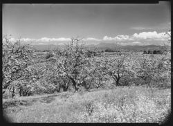 Apple orchards in bloom near Sebastopol