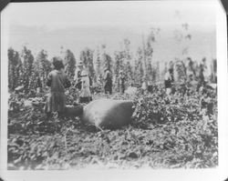 Group picking hops at Cellie Jones ranch, Santa Rosa, California, 1916