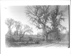 Horse and buggy on dirt road in Indiana, about 1890