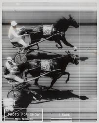 Finish photo for harness racing show at the Sonoma County Fair, Santa Rosa, California, 1969