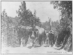 Ox team at Camp Meeker, California