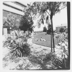 East side of Courthouse Square, Santa Rosa, California, 1970