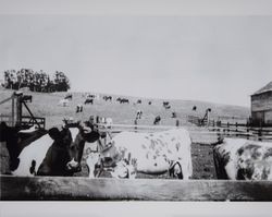 Dairy cattle in a corral at the Volkerts ranch and dairy, Two Rock, California, 1940s