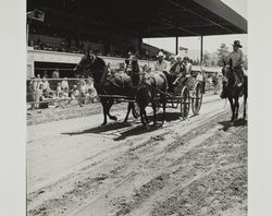 Team pulls buckboard on Farmers' Day at the Sonoma County Fair, Santa Rosa, California, 1986