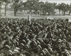 Max W. Poehlmann inspecting his gobblers, Sonoma County, California, about 1958