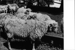 Sheep in pen at Speckter Ranch