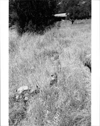 Remains of a basalt tailings foundation originally part of a barn located at 1480 Los Olivos Road, Santa Rosa, California, 1987