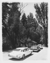 Entrance to Armstrong Redwoods State Reserve, Santa Rosa, California, 1964