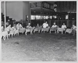 Sheep evaluation at the Sonoma County Fair, Santa Rosa, California, in the late 1960s