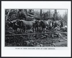 Ox team at Camp Meeker, California