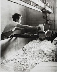 Unidentified man puts pieces of cheese curd into a "curd mill" at the Petaluma Cooperative Creamery, about 1955