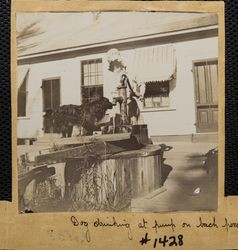 Jack, the dog, drinking from the back porch pump at Taylor Ranch