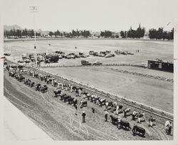 Million Dollar Livestock Parade on Farmers' Day at the Sonoma County Fair, Santa Rosa, California, 1957