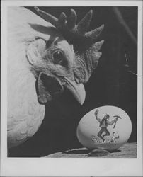 Chicken looking at egg decorated with picture of a gold miner, Petaluma, California, about 1963