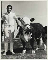 Future Farmer of America Grand Champion Polled Hereford steer at the Sonoma County Fair, Santa Rosa, California, July 23, 1964