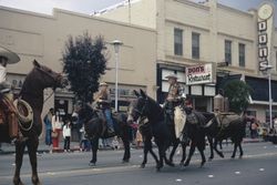 Pack train in the April 12, 1972 Sebastopol Apple Blossom Parade