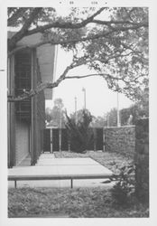 Views of the trees in the library garden area