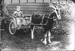 Milt Maloof in cart pulled by a goat