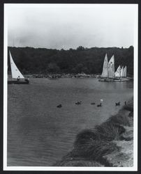 Ducks and sailboats on Lake Ralphine, Santa Rosa, California, 1975