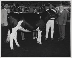 Livestock ring at the Sonoma County Fair, Santa Rosa, California