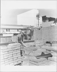 Construction of Tuttle Drug Company, Petaluma, California, 1969