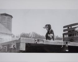 Farm dog on the back of a flatbed truck on the Volkerts ranch and dairy, Two Rock, California, 1940s