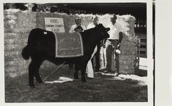 Greg Weber and his FFA Supreme Champion steer at the Sonoma County Fair, Santa Rosa, California, 1985