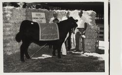 Greg Weber and his FFA Supreme Champion steer at the Sonoma County Fair, Santa Rosa, California, 1985