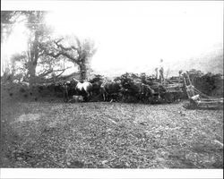 Unidentified men loading fire wood onto horse drawn wagons possibly in Cazadero, Sonoma County, California, about 1905