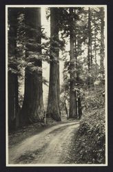 Redwood trees at Armstrong Grove