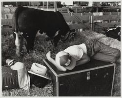 Asleep in the Hereford stall at the Sonoma County Fair, Santa Rosa, California, about 1983