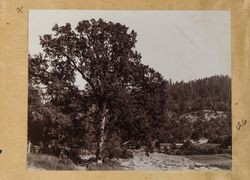 Italian farm on the road to Guerneville from Taylor's Ranch