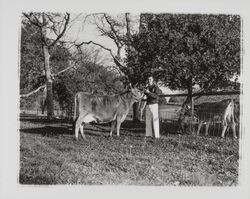 Future Farmers of America members with their cattle, Santa Rosa, California, 1959