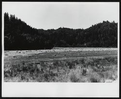 Hay field in Sonoma County