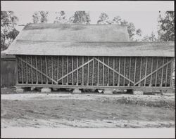 Walter Collings Ranch corn crib, Purvine Road, Two Rock, California, between 1902 and 1920