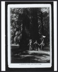Redwood tree near Santa Rosa